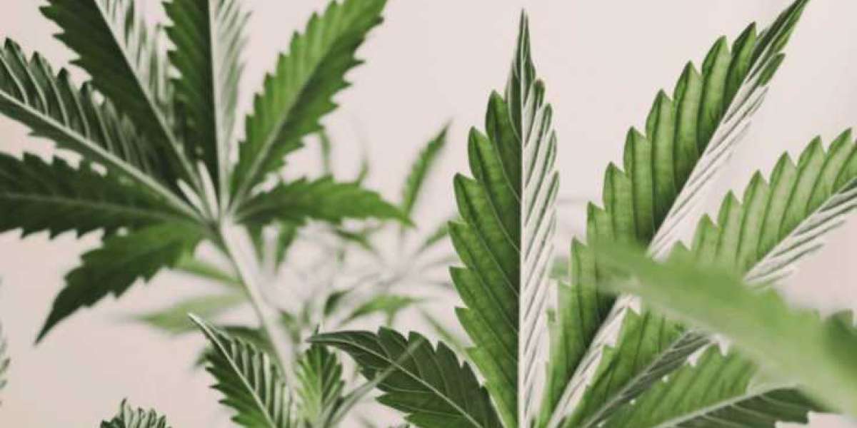 Top 10 Facts About Dispensaries in Marijuana