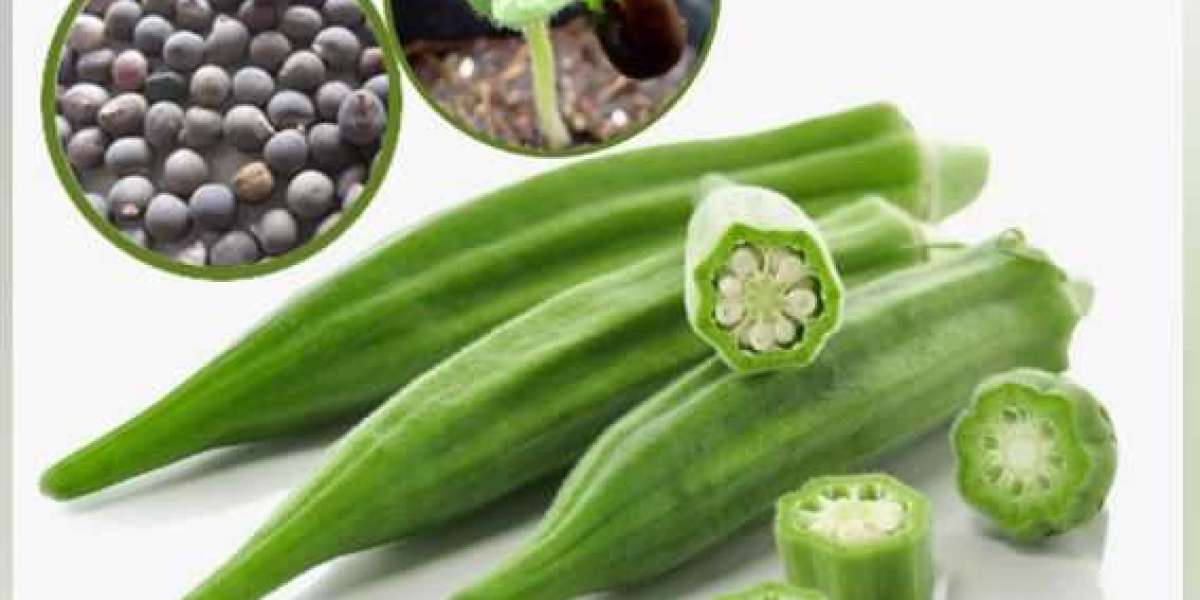 Okra Seeds Market Industry Size, Analysis, Share, Research, impact of COVID-19 on Business Growth and Forecast to 2029