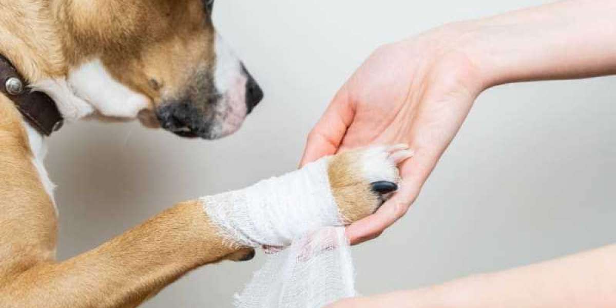 Animal Wound Care Market Companies, Trends and Future Outlook