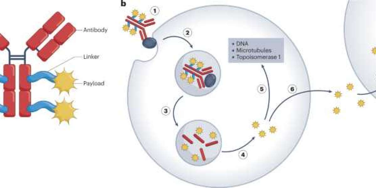 Future Outlook of Antibody Drug Conjugates Market: Trends and Predictions