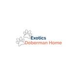 Exotic Doberman