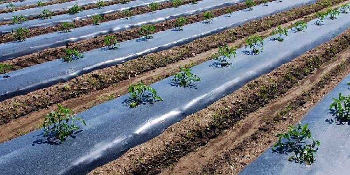 Mulch Film Market Analysis, Opportunities, Forecast, Competitive Analysis till 2031