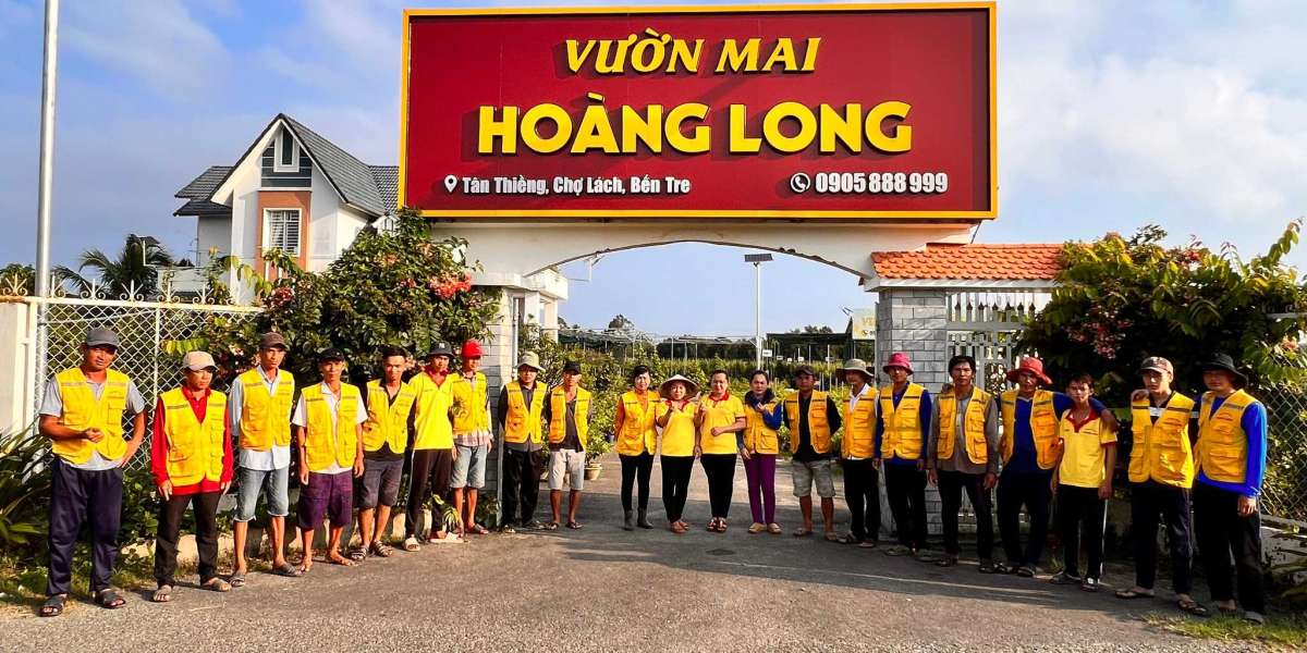 các dòng MAI VÀNG đẹp nhất Ở VIỆT NAM hiện tại