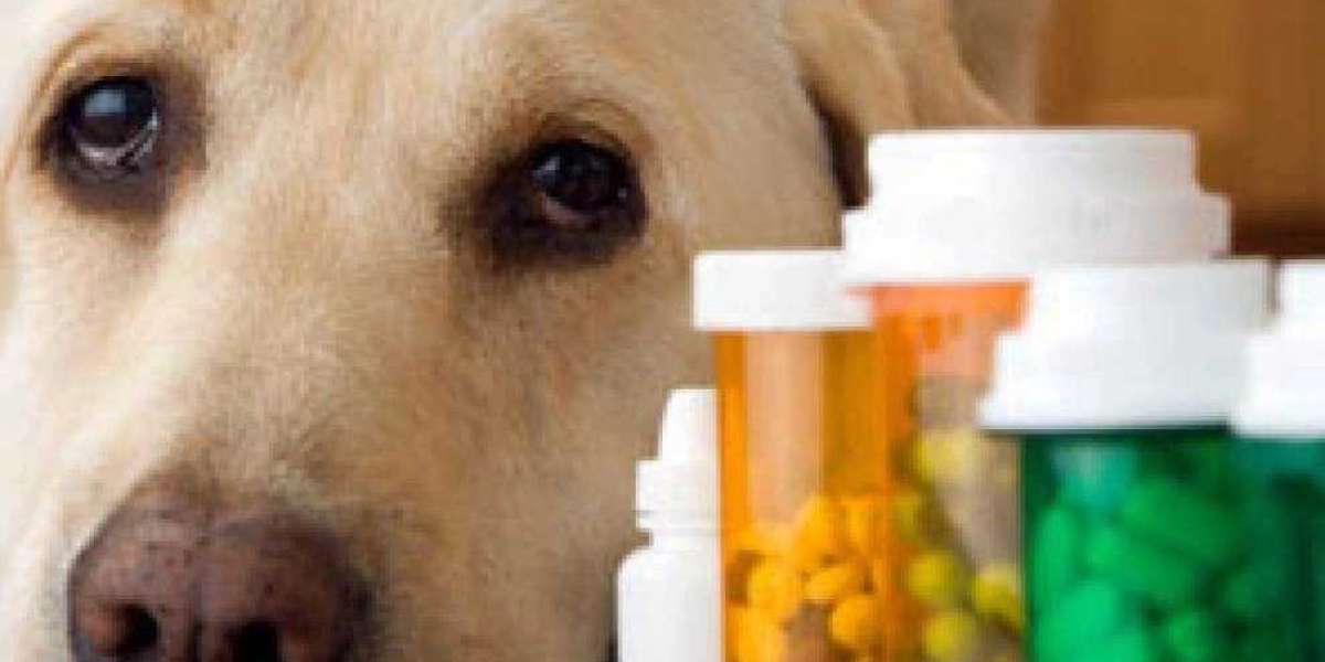 Pet Dietary Supplements Market to Get an Explosive Growth