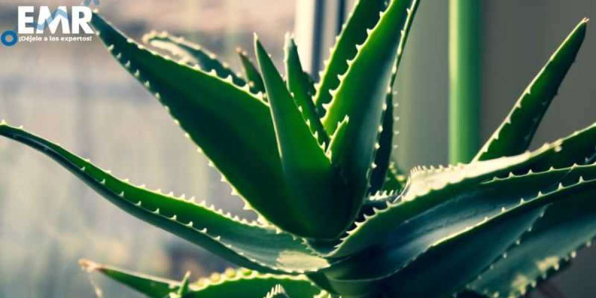 El Mercado de Aloe Vera: Crecimiento Sostenido y Oportunidades hacia 2032